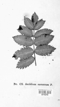 Gymnosporangium cornutum image